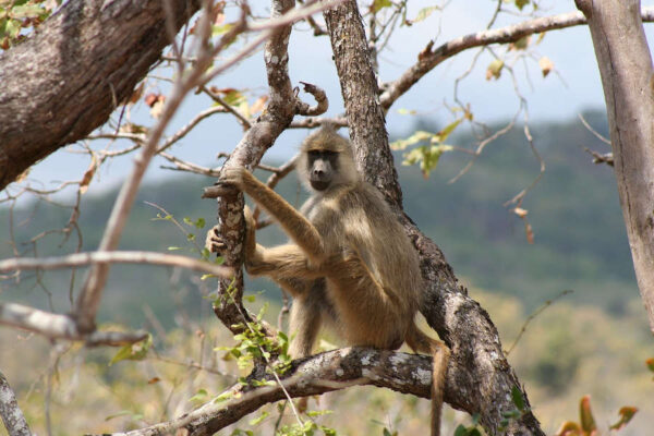 tanzania