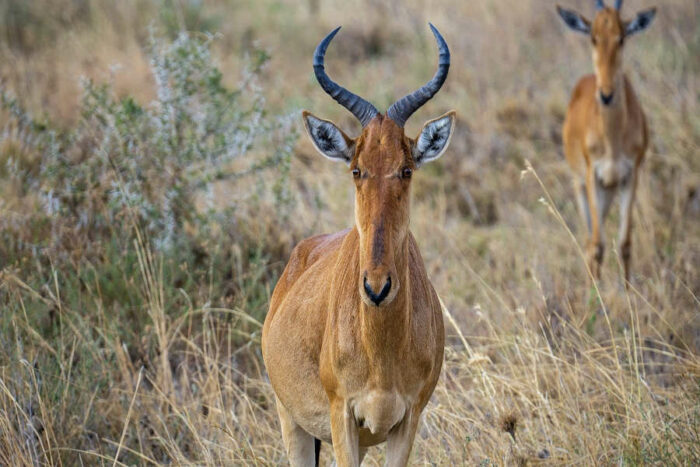 tanzania