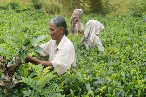 ALLA SCOPERTA DI SRI LANKA - 1/11 aprile 2025