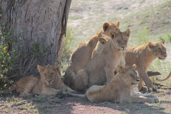 tanzania