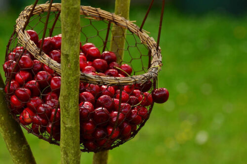 LE COLLINE MODENESI e LA RACCOLTA DELLE CILIEGIE- sabato 24 maggio 2025